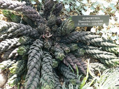 Haworthia Reinwardtii