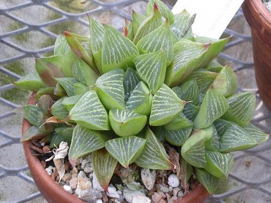 Haworthia Retusa