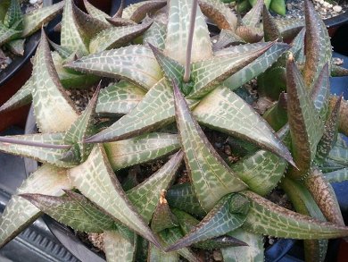 Haworthia Tessellata