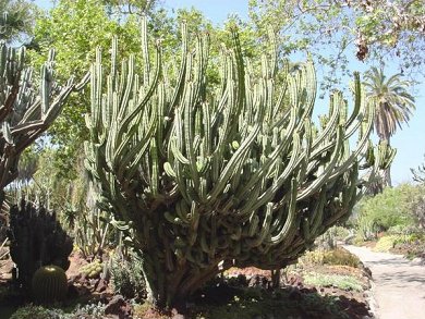 Heliabravoa Chende