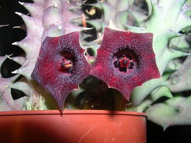 Huernia Macrocarpa