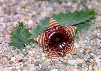 Huernia Zebrina