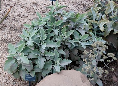 Kalanchoe Beharensis