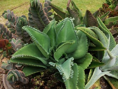Kalanchoe Daigremontiana