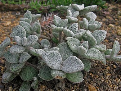 Kalanchoe Eriophylla
