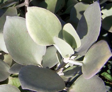 Kalanchoe Hildebrandtii