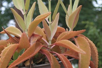 Kalanchoe Hortagei