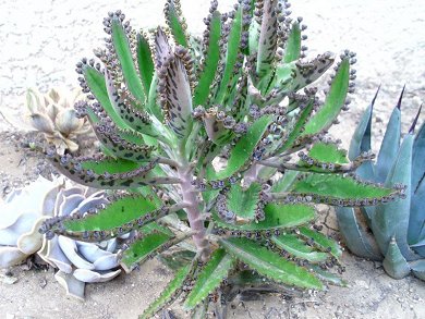 Kalanchoe Houghtonii