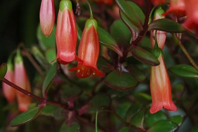Kalanchoe Mangini