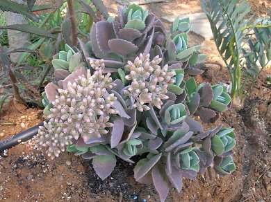 Kalanchoe Millotii