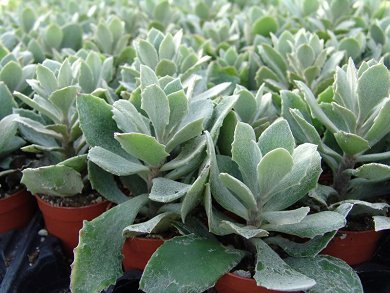 Kalanchoe Orgyalis Glauca
