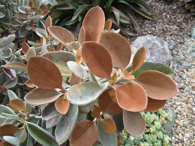 Kalanchoe Orgyalis