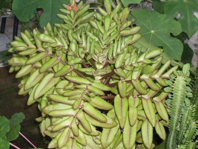 Kalanchoe Prolifera