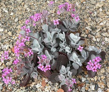 Kalanchoe Pumila
