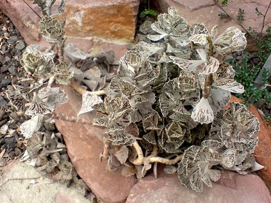 Kalanchoe Rhombopilosa