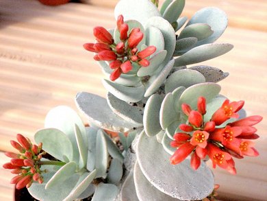 Kalanchoe Scapigera
