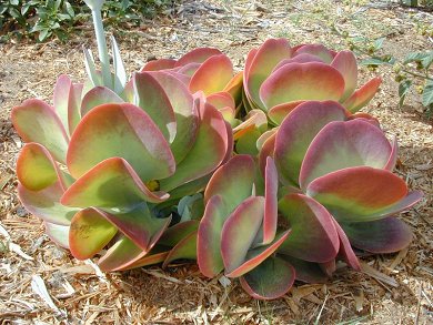 Kalanchoe Thyrsifolia