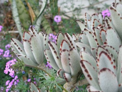 Kalanchoe Tomentosa