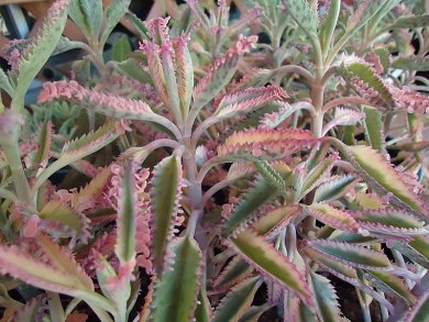 Kalanchoe Tubiflora