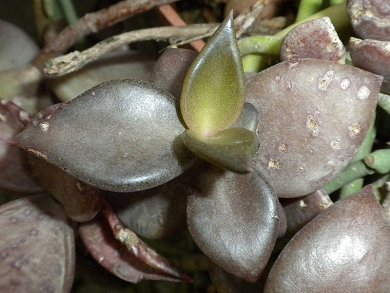 Lenophyllum Reflexum
