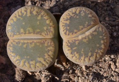 Lithops Aucampiae Kuruman