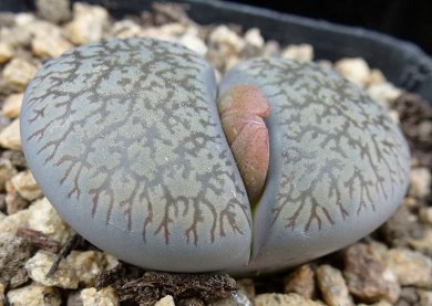 Lithops Aucampiae v. Fluminalis