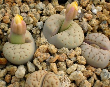 Lithops Bromfieldii v. Mennellii