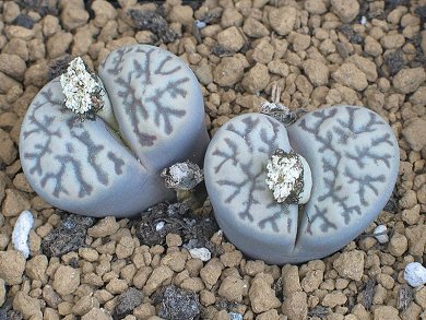 Lithops Bromfieldii