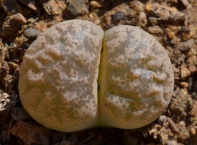 Lithops Coleorum