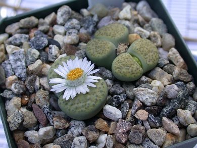 Lithops Fulviseps f. Aurea