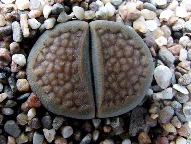 Lithops Hallii Brown