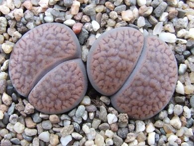 Lithops Hookeri v. Marginata Red