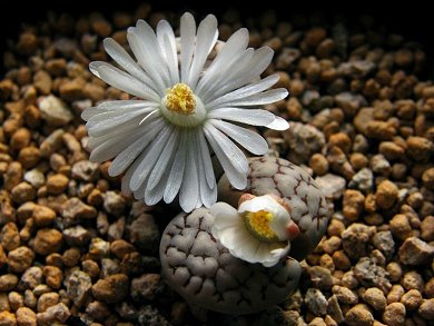 Lithops Julii C64