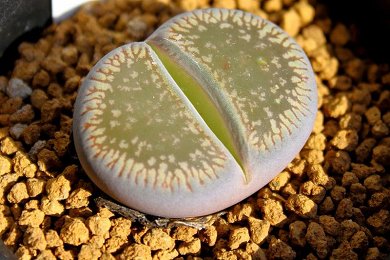 Lithops Julii cv. Hot Lips