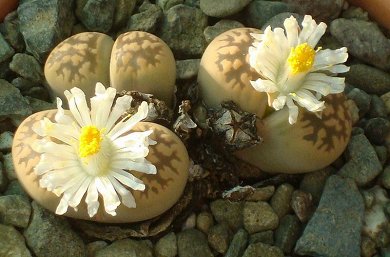 Lithops Karasmontana ssp. Bella