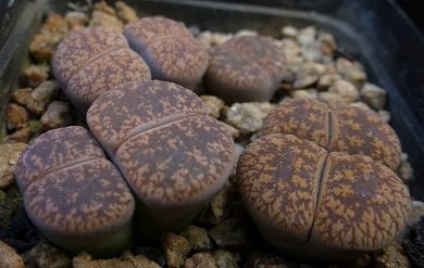 Lithops Lesliei Kimberley
