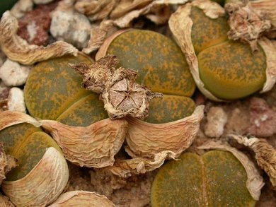 Lithops Lesliei cv. Albinica