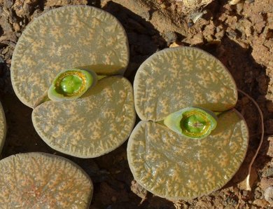 Lithops Lesliei v. Mariae
