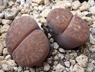 Lithops Lesliei v. Rubrobrunnea