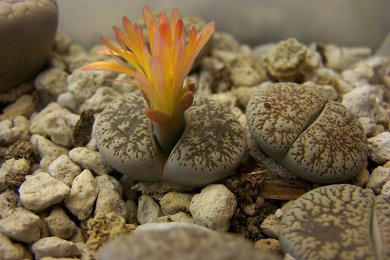 Lithops Lesliei v. Venteri