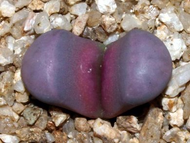 Lithops Meyeri cv. Hammeruby