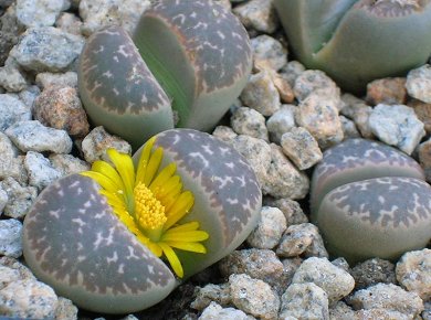 Lithops Naureeniae