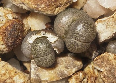 Lithops Pseudotruncantella Alpina C68