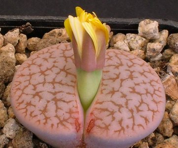 Lithops Pseudotruncantella ssp. Dendritica Pulmonuncula