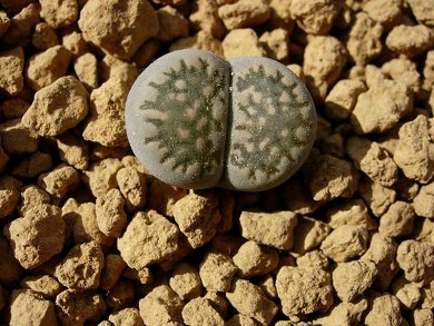 Lithops Salicola C37