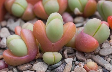 Lithops Sp.