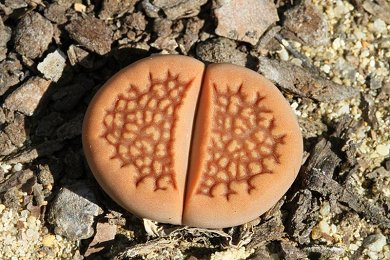 Lithops Swantesii C80