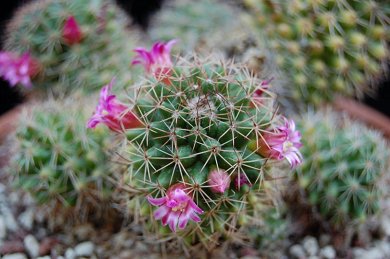 Mammillaria Ernestii