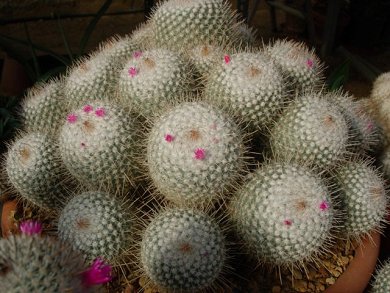 Mammillaria Geminispina