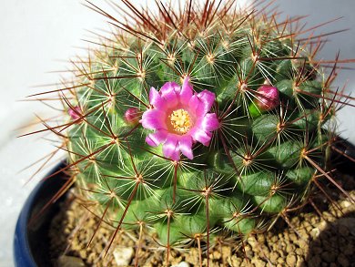 Mammillaria Ginsamaru